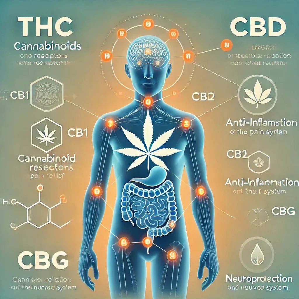 Les meilleures variétés de cannabis à usage médical : un guide complet