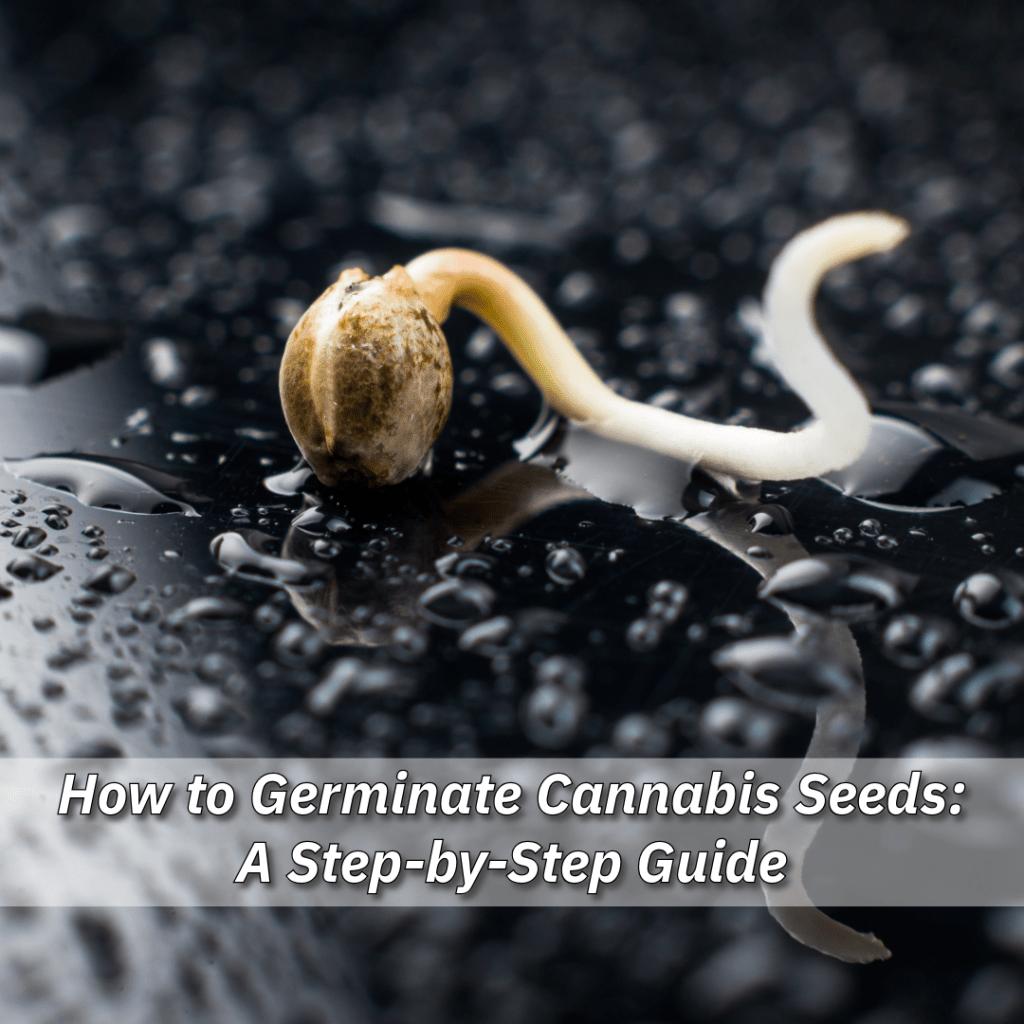 Comment faire germer correctement les graines de cannabis : un guide étape par étape pour un démarrage parfait