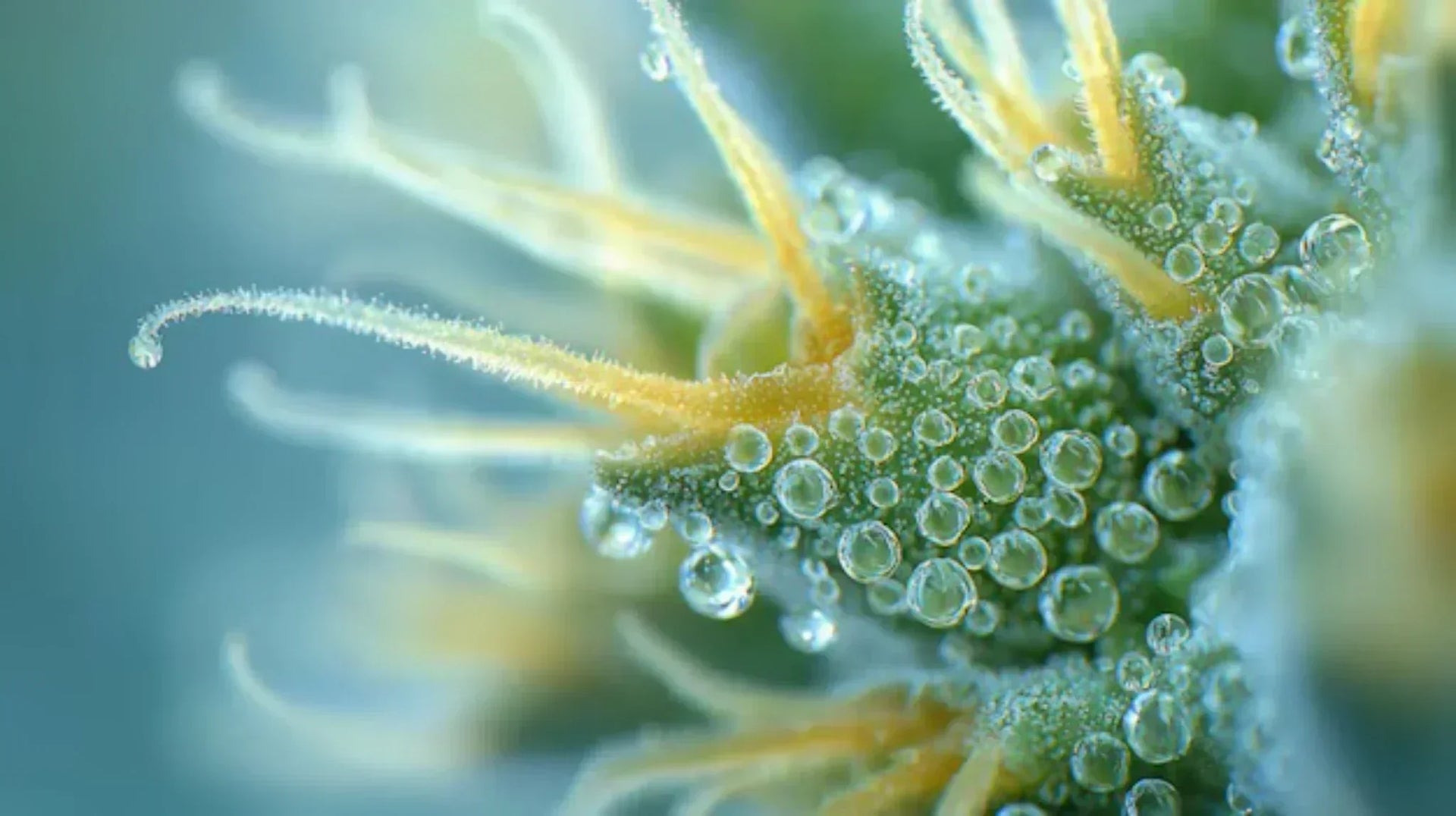 Viroïde latent du houblon (HLVd) : pourquoi nous testons nos graines et nos boutures