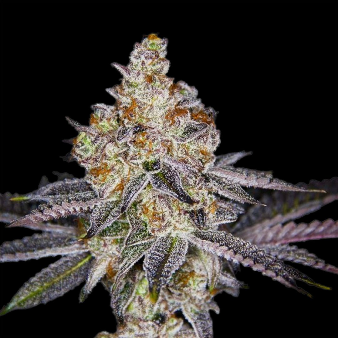 Bananen-Späher Automatik – Terpen-Jäger