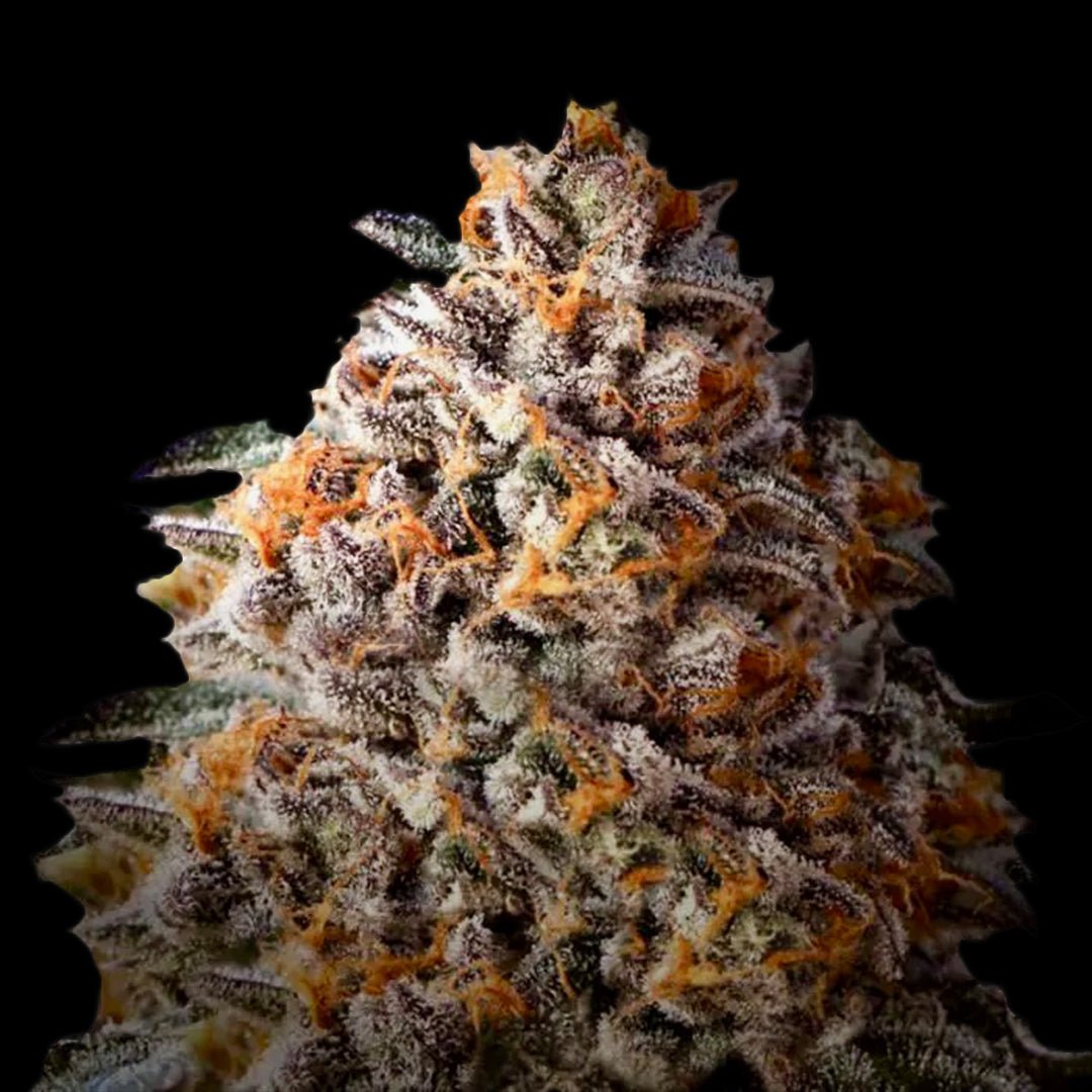 Beeren-Treibstoff Automatik – Terpen-Jäger