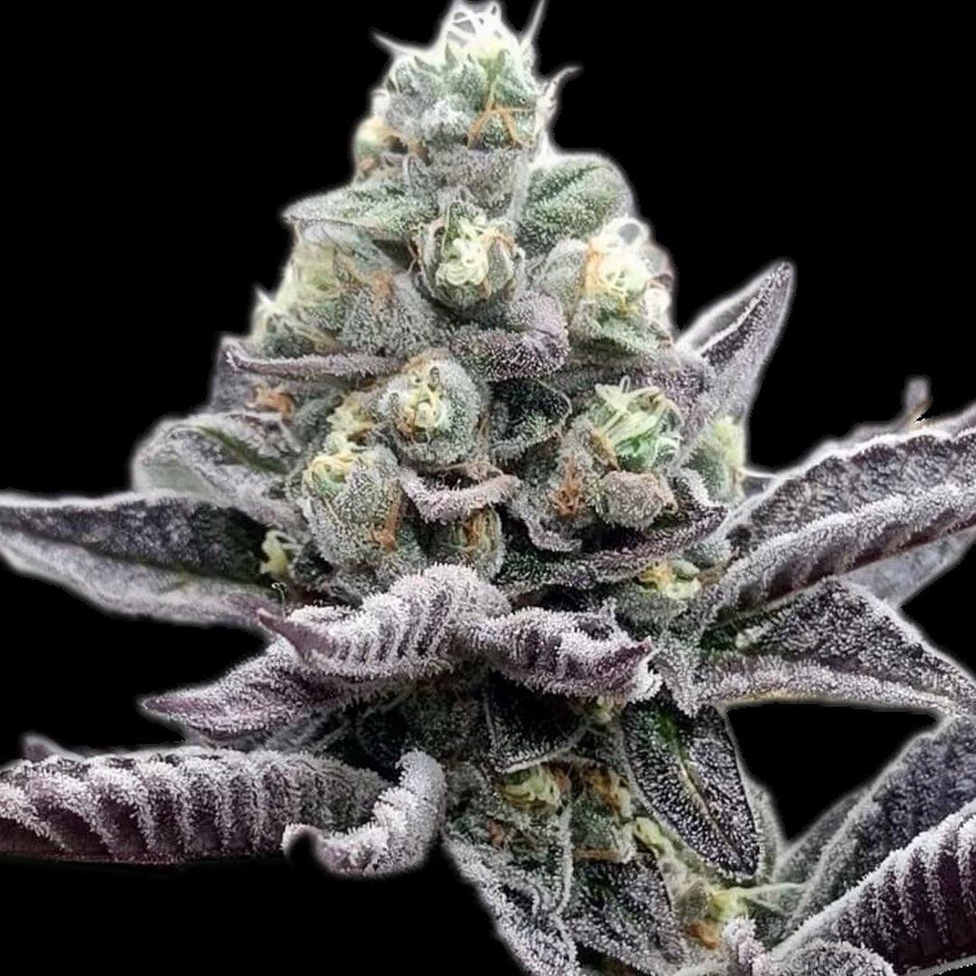 Zitrusbiss Automatik – Terpen-Jäger