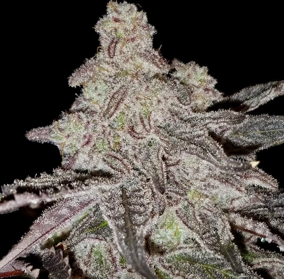 Gefrorener Zitrus Crush – Terp Hunters