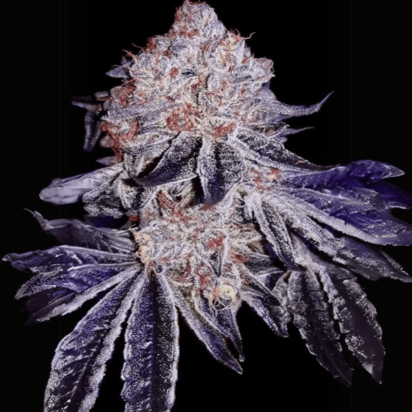 Galaktischer Kirsch-Muffin – Terpen-Jäger