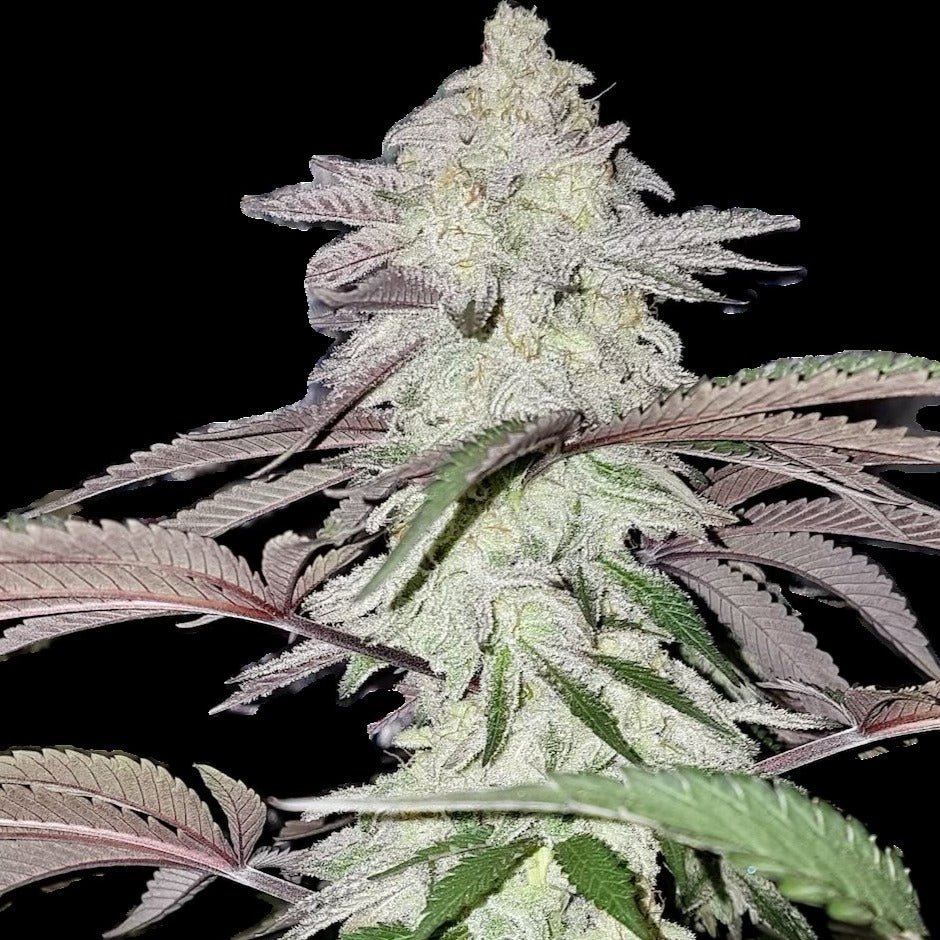 Galaktisches Wunder Automatik – Terpen-Jäger