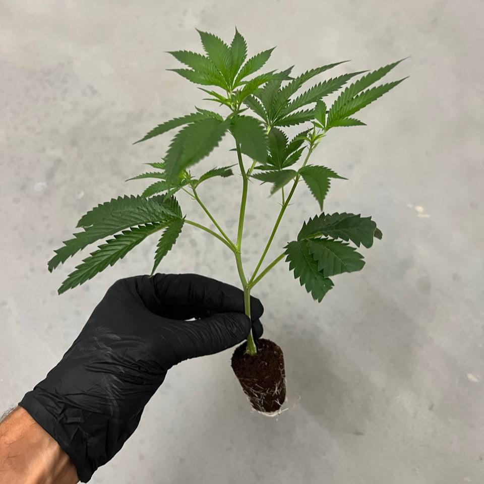 Grape Gas Gen1 Steckling mit stabilem Wuchs & harzreichen Blütenansätzen – ideal für SCROG oder LST