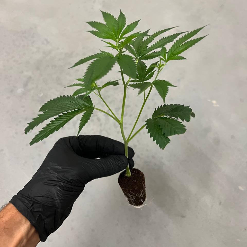 Steckling der Sorte Super Boof – Gen1 Elite Cut mit kompaktem Wuchs & hohem Harzbesatz, ideal für Indoor-Grows und Extraktion