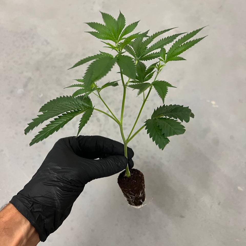 Steckling der Sorte King Cherry mit kompaktem, farbintensivem Wuchs und dichter Blütenstruktur