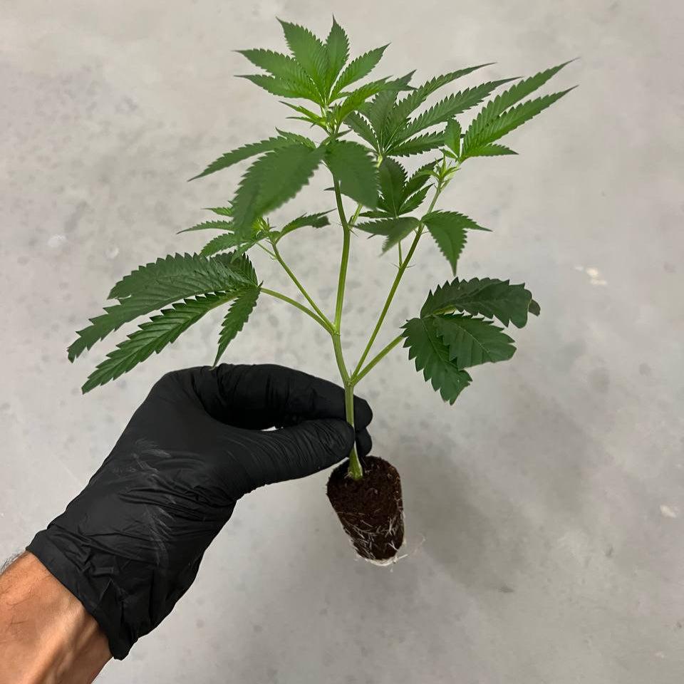 Steckling der Sorte Permanent Chimera mit kräftigem Wuchs und idealer Struktur für Indoor-Grows und Rosin-Produktionen