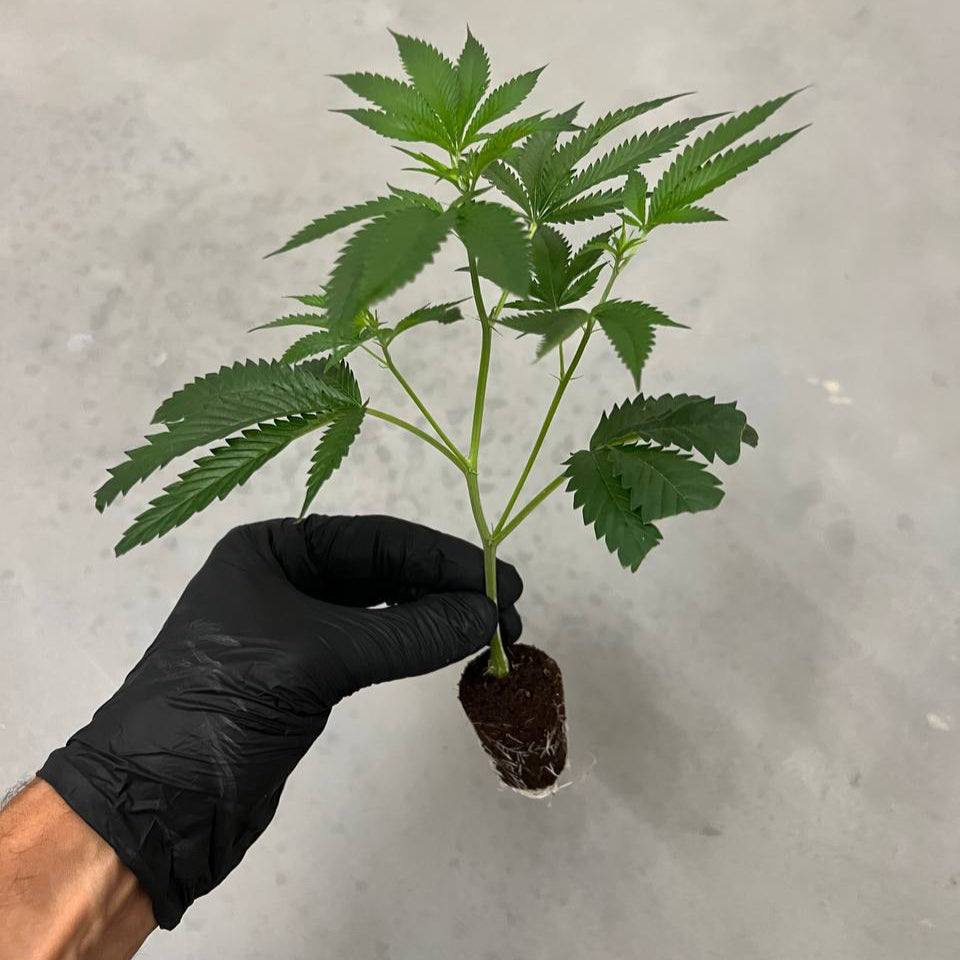 Mimosa Steckling mit sativa-dominanter Struktur & fruchtigem Aroma – ideal für kreative Grower & Zitrusfans