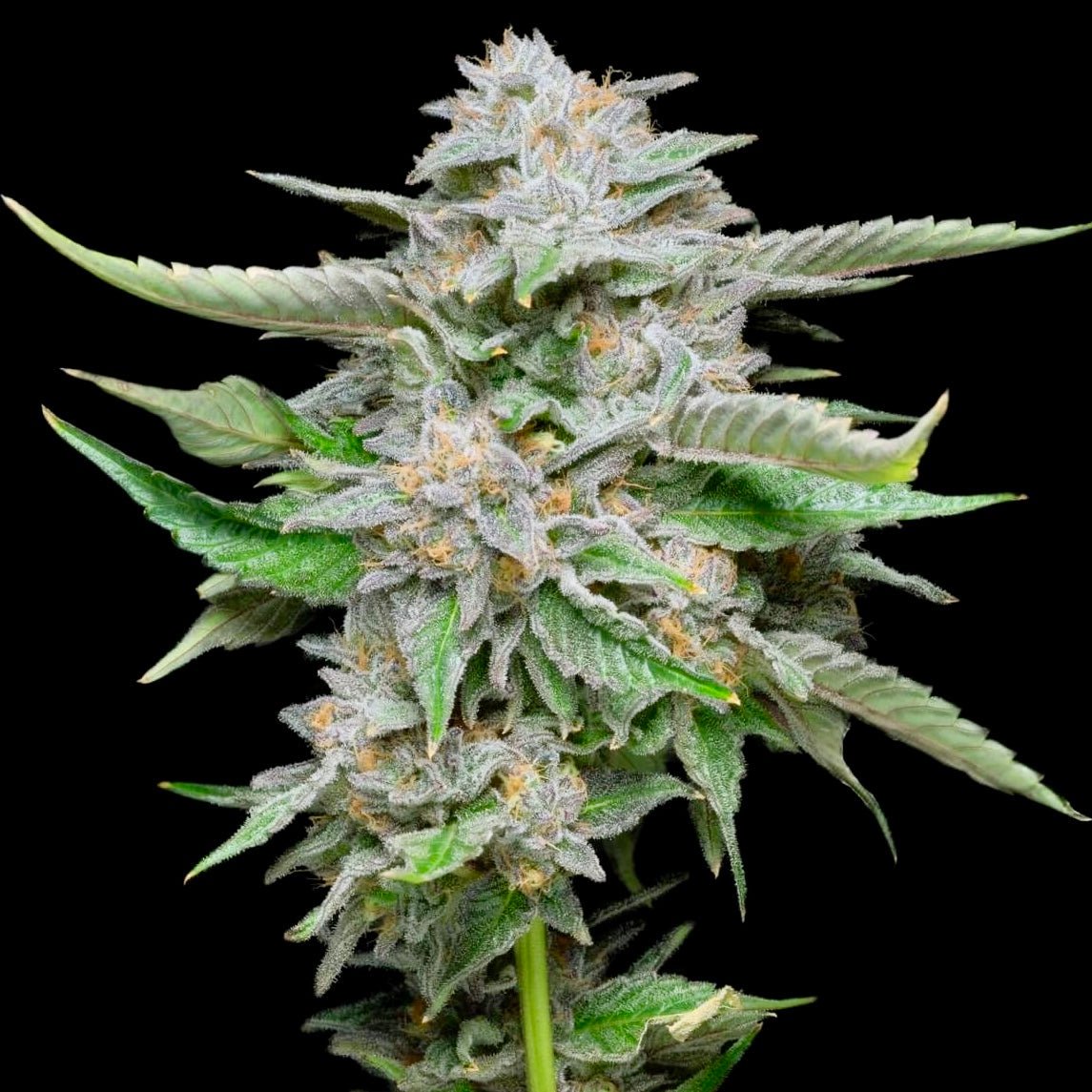 Zitronen-Chill – Terpen-Jäger