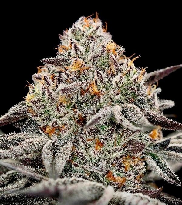 Oreo-Traum – Terpen-Jäger