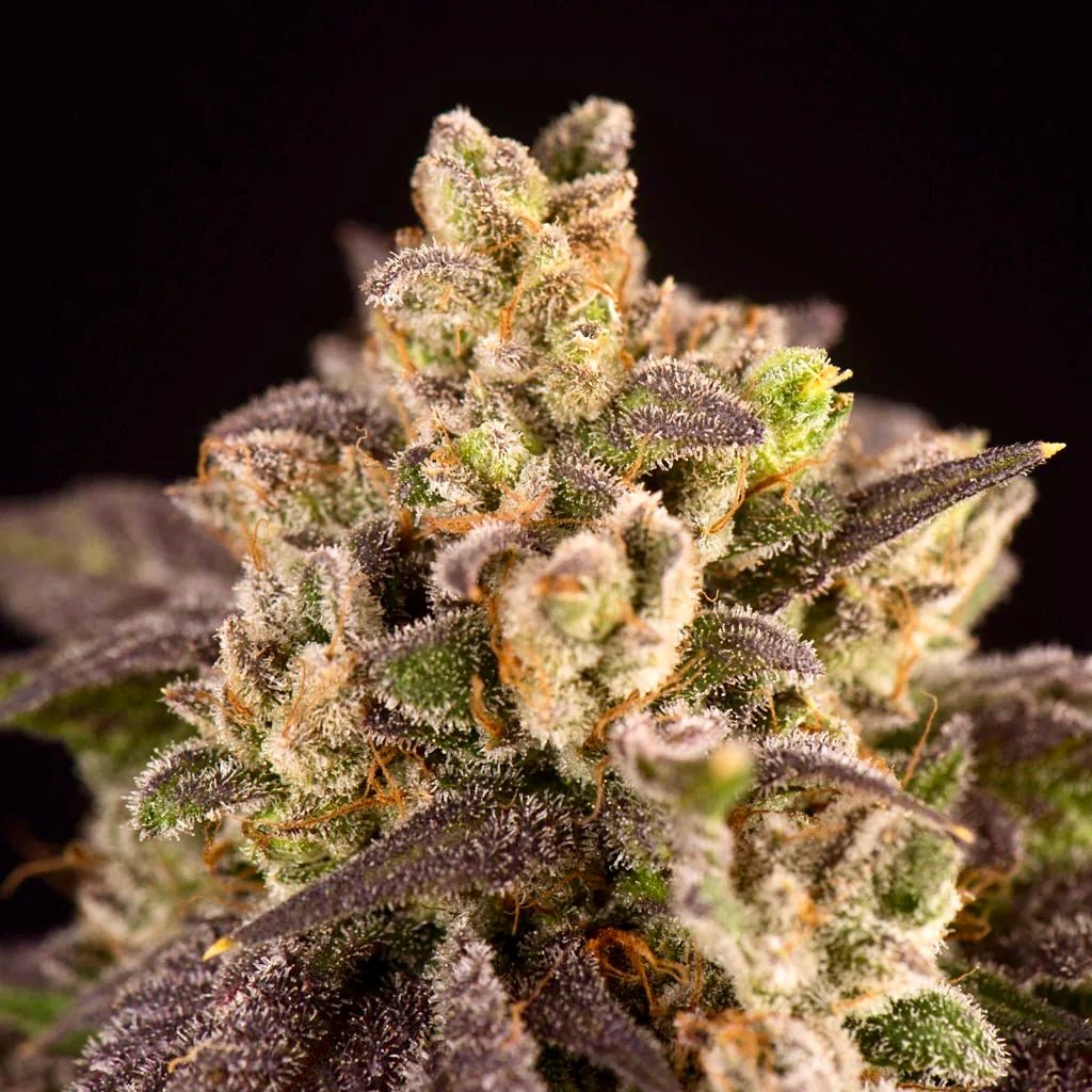 Erstklassige Amnesia Haze Automatik – Terpen-Jäger