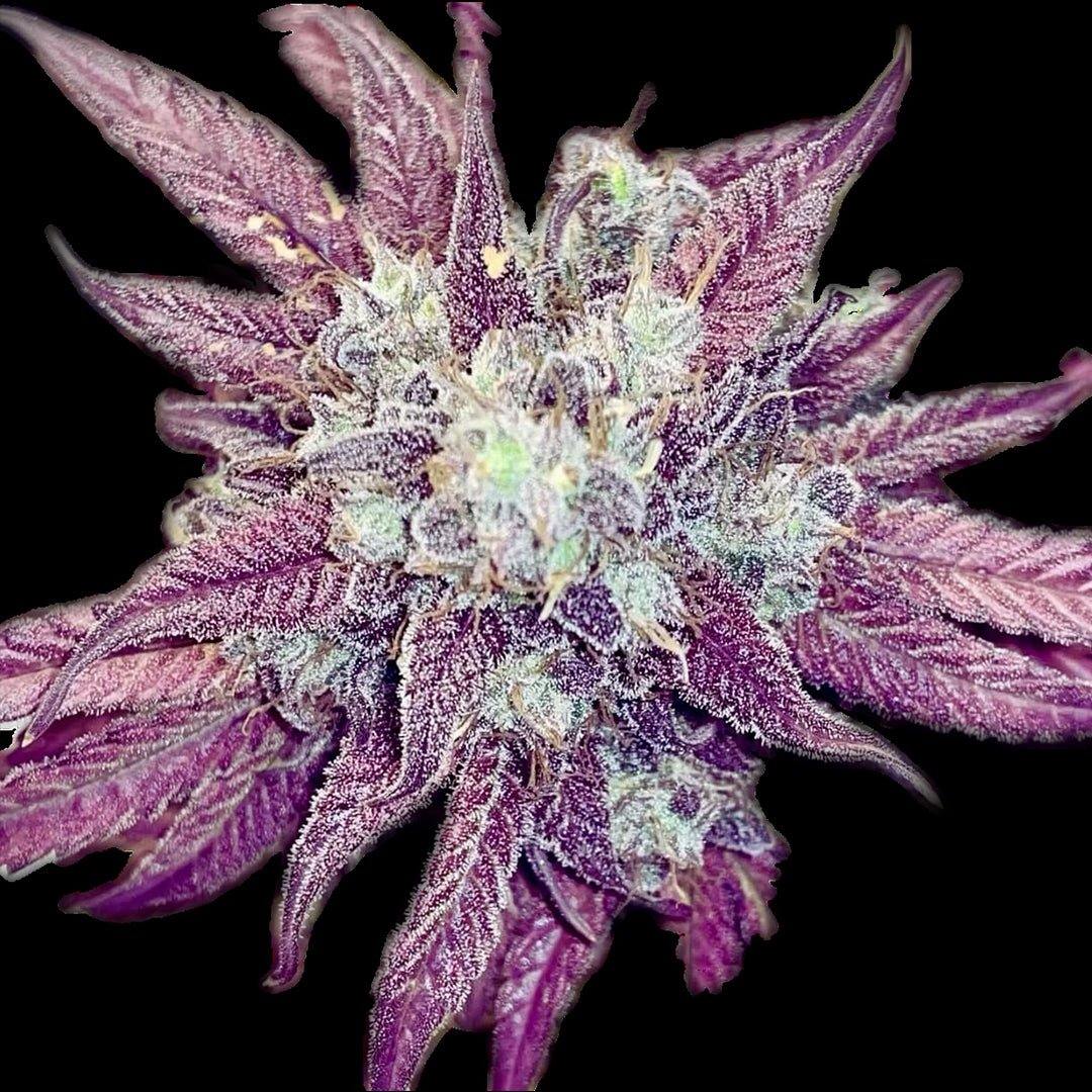 Punch Melonade Auto - Terp Hunters