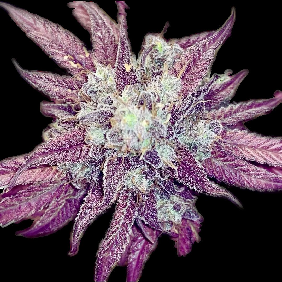 Melonade-Punsch – Terpen-Jäger