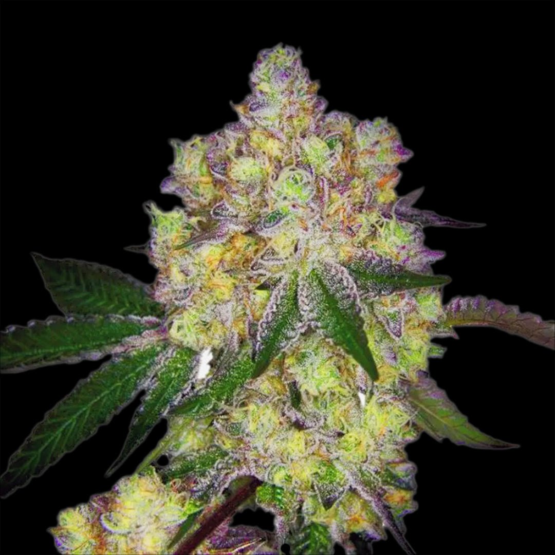 Lila K.o.-Schlag – Terpen-Jäger