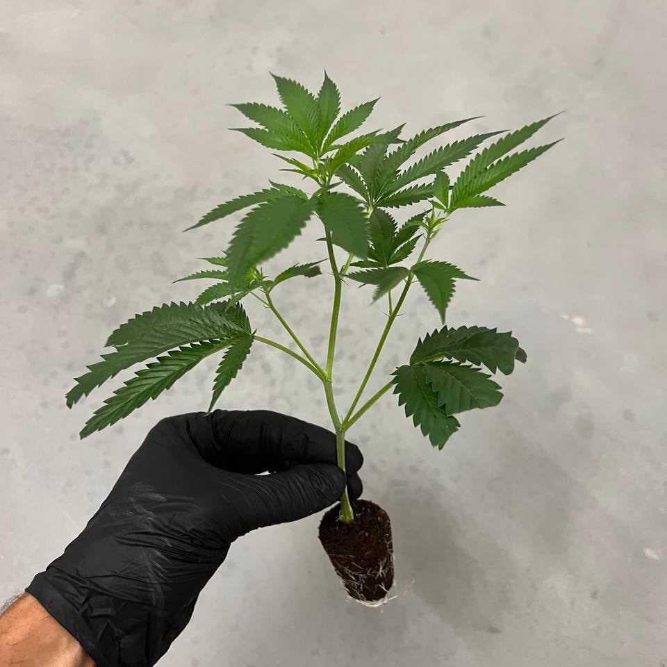 Steckling der Sorte Sherbtang mit kompaktem, kräftigem Wuchs – ideal für Indoor- und Outdoor-Grow