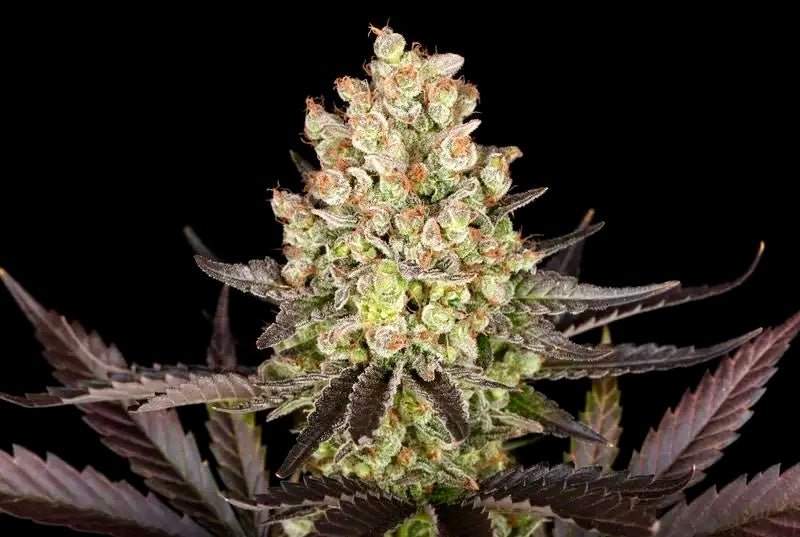 Ultimatives OG Kush – Terpen-Jäger