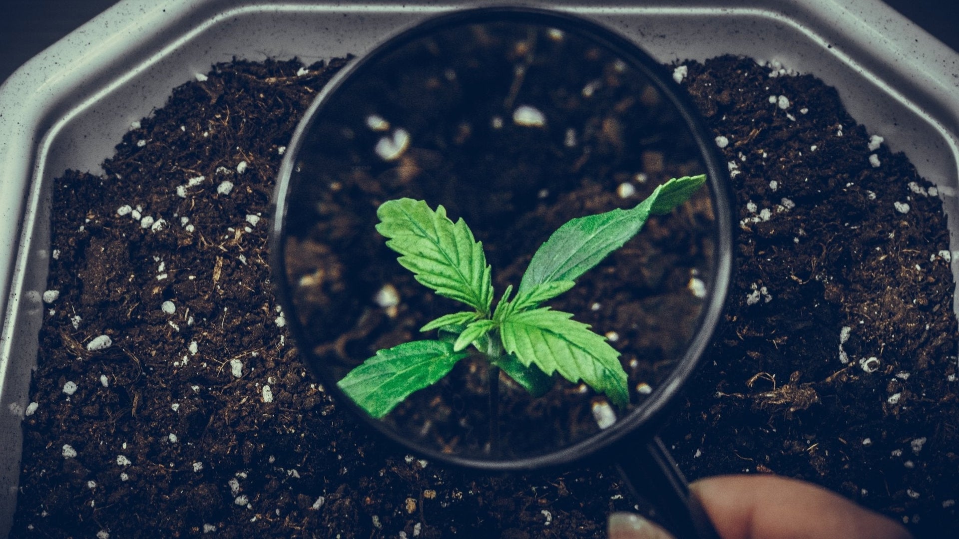 Living Soil: Die Zukunft des nachhaltigen Cannabis-Anbaus