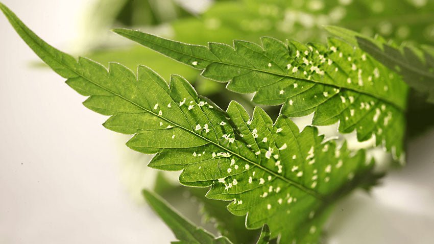 Nützliche Insekten zur Schädlingsbekämpfung im Cannabisanbau