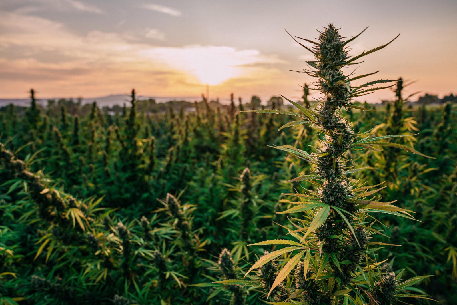Top Autoflowering-Sorten für den Outdoor-Anbau