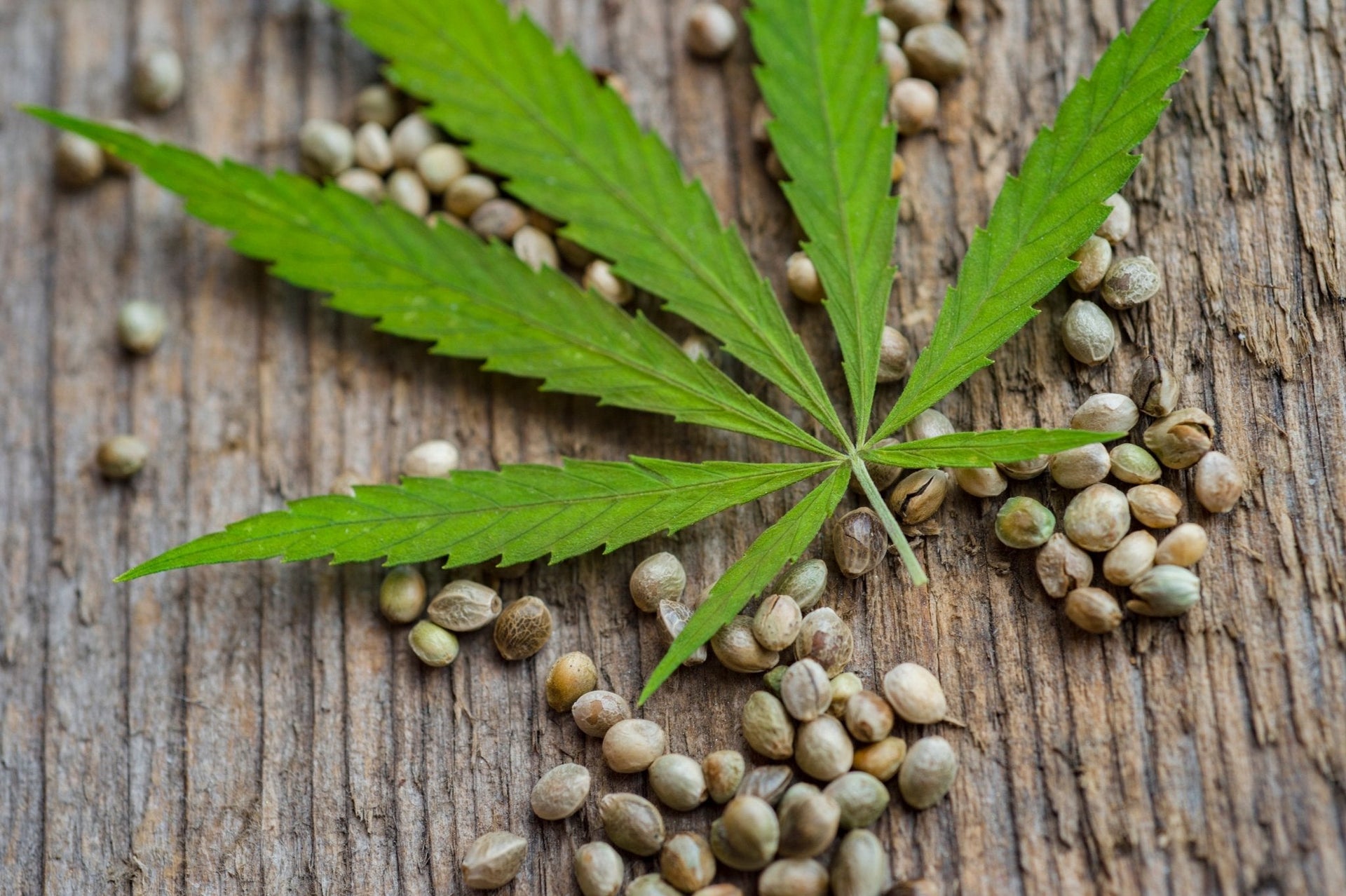Feminisierte, Autoflowering und Reguläre Cannabissamen: Der große Vergleich 