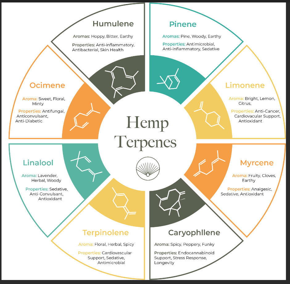 Terpene verstehen: Die aromatischen Verbindungen die Cannabis definieren