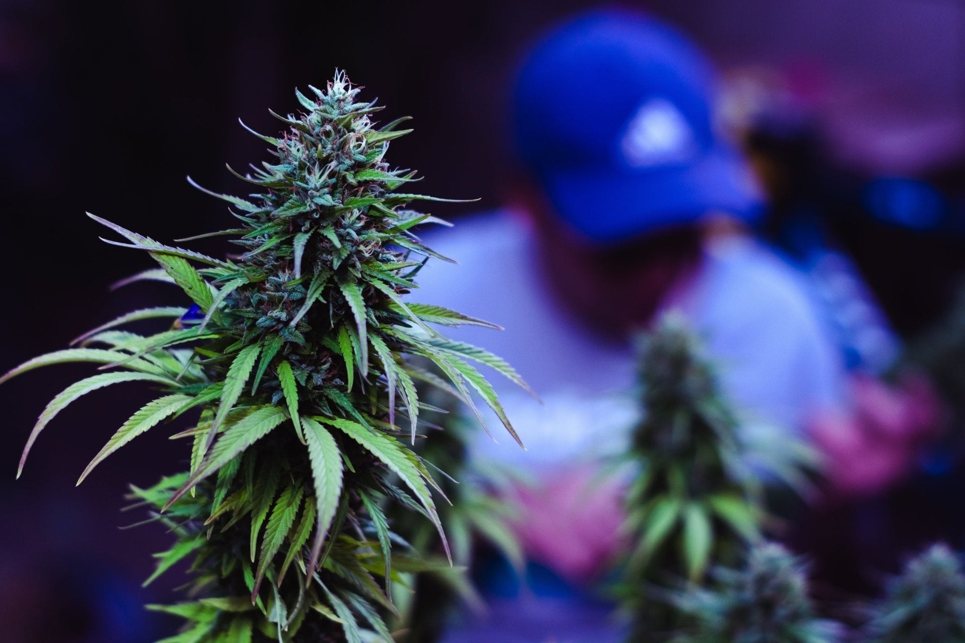So wählst du das perfekte Phänotyp für deine Cannabispflanzen aus
