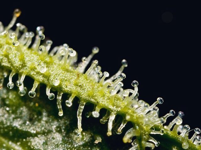Cannabis richtig ernten & trocknen: Maximale Potenz und Aroma sichern