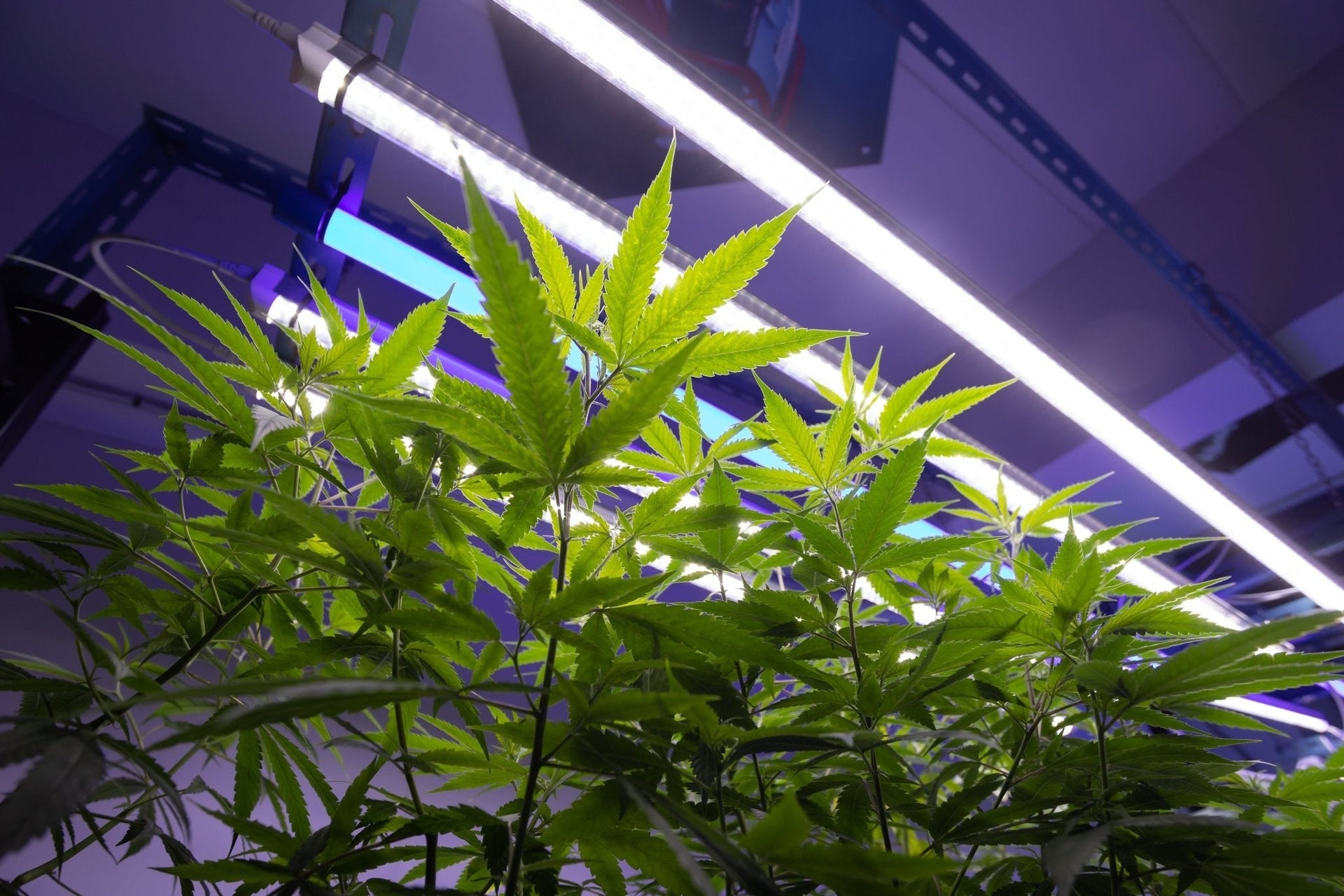 Die 10 häufigsten Fehler beim Cannabisanbau – und wie du sie vermeidest