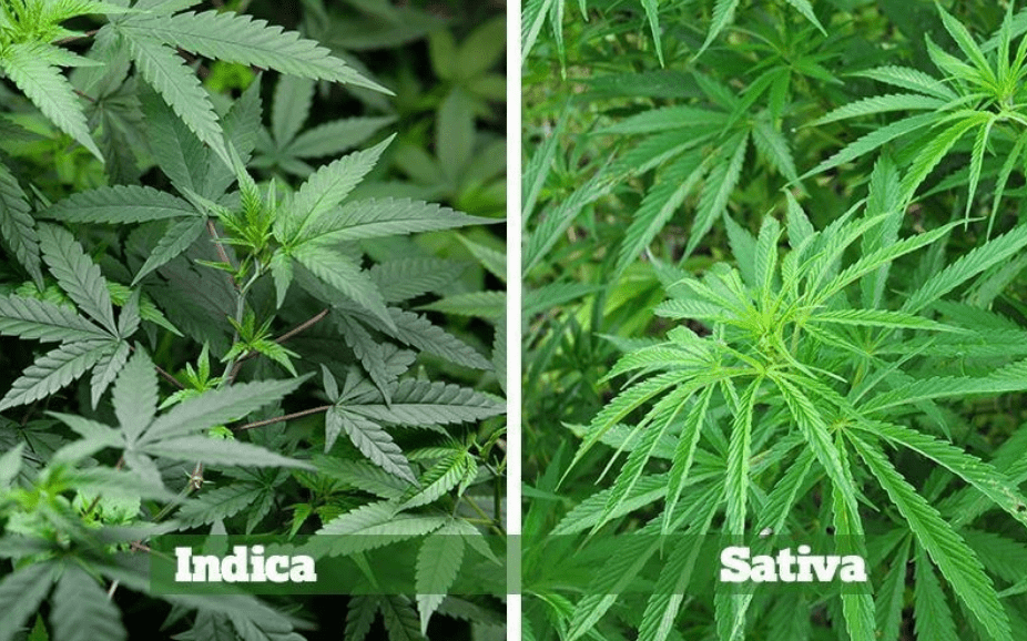 Indica vs. Sativa: Die Unterschiede verstehen und die richtige Sorte wählen