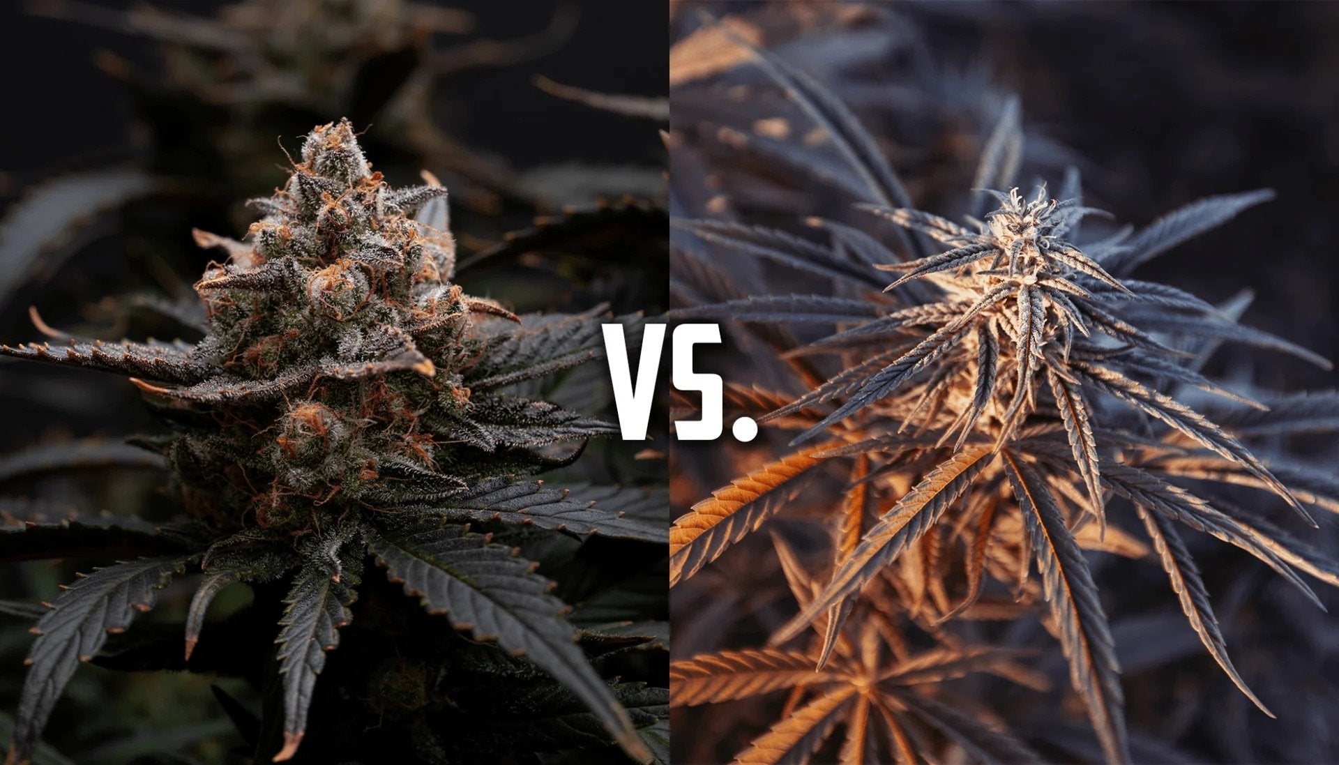 Top 5 Cannabissorten für Anfänger: Einfache Aufzucht & Hohe Erträge