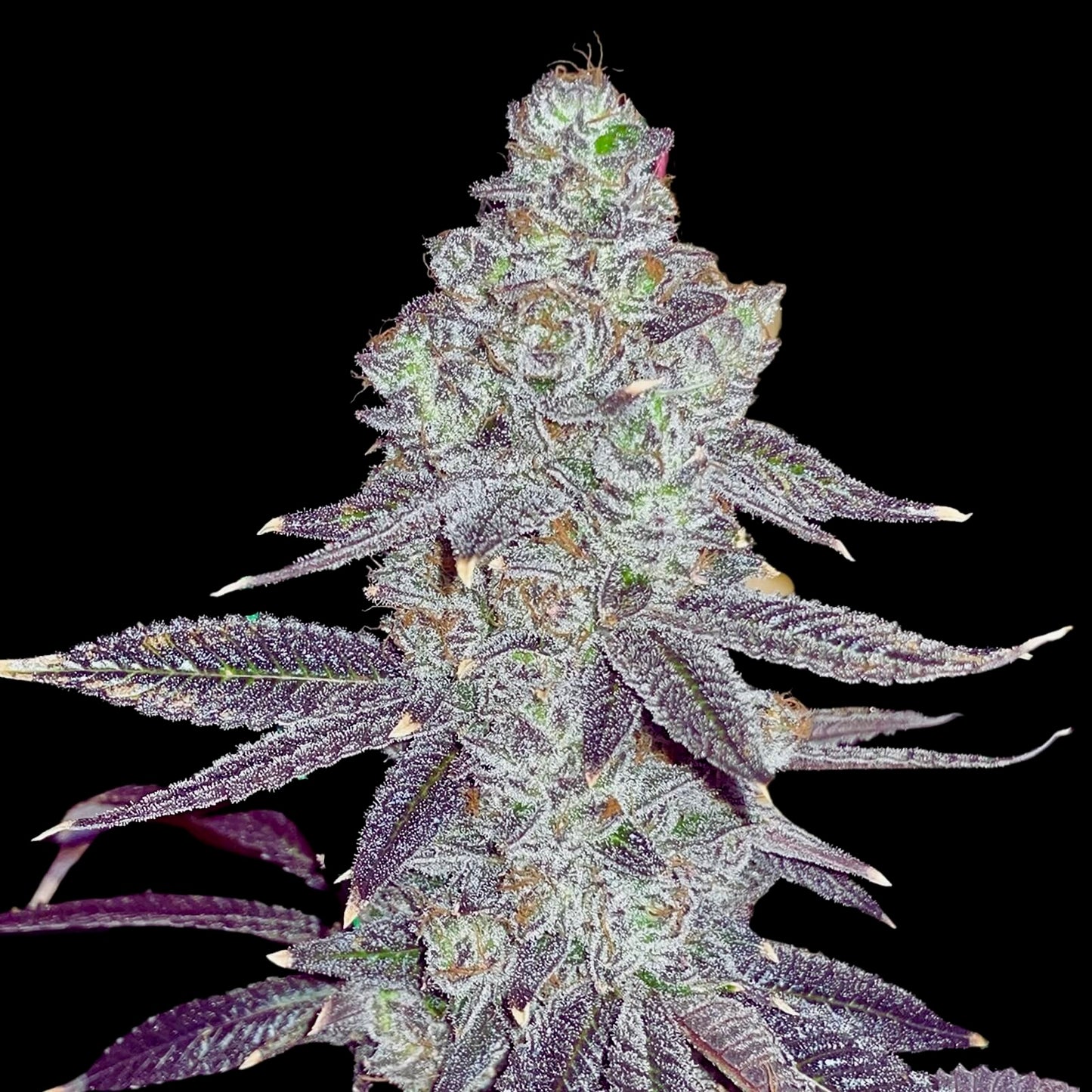 Sticky Nuts - Terp Hunters