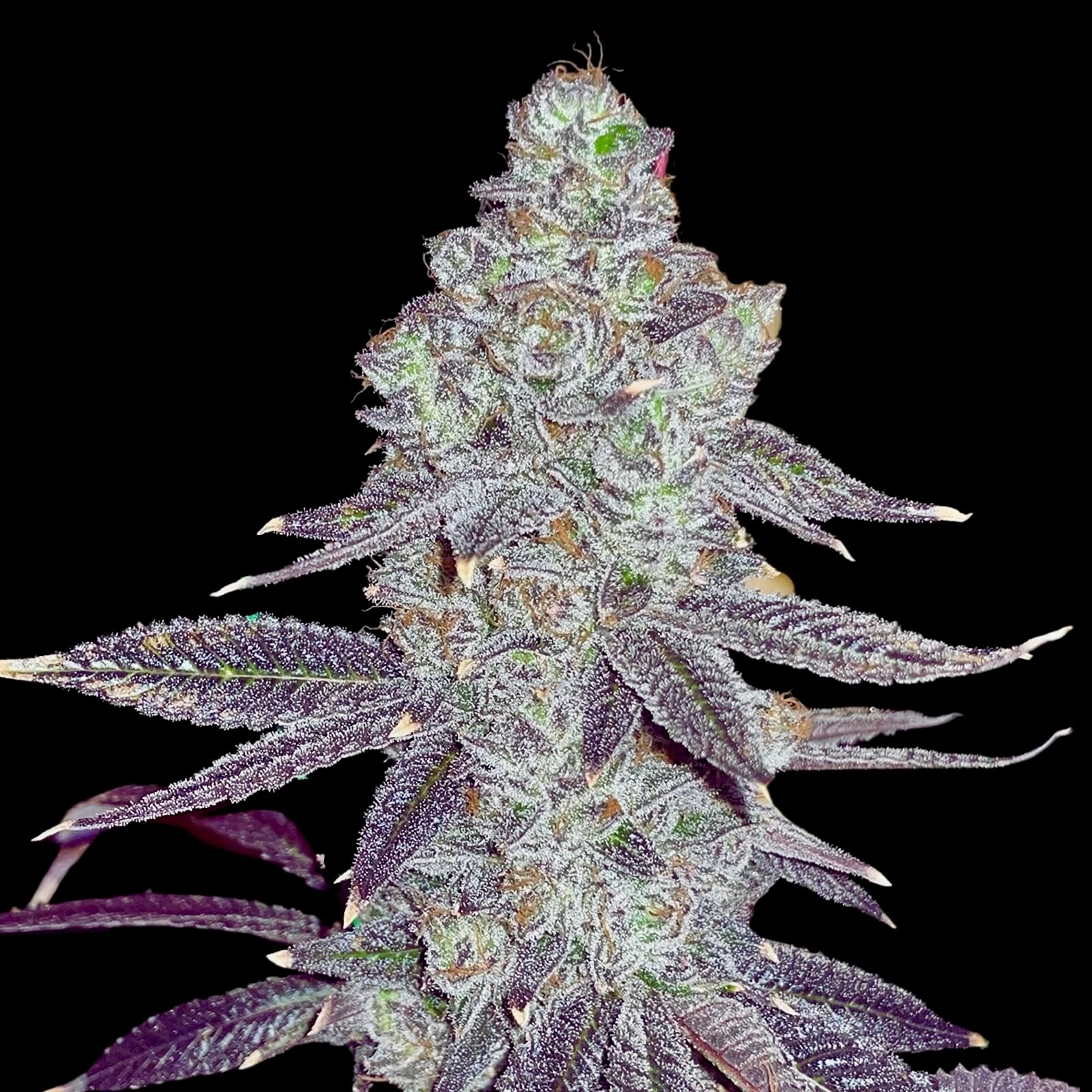 Sticky Nuts - Terp Hunters